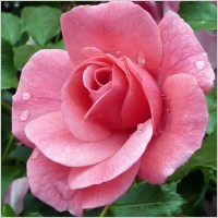rose_rose_blooms_nature_238733